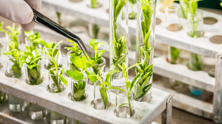 Plant Pathology Laboratory